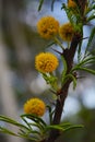 Little yellow flowers similar to diente de leon2 Royalty Free Stock Photo