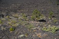 Tree growth and other small vegetation growing out of the pumice lava fields in Newberry Lava Lands Volcano National Monument