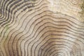 Tree growth rings for background