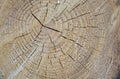 Tree growth rings Royalty Free Stock Photo