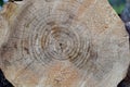Tree growth rings Royalty Free Stock Photo