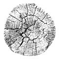 Tree growth rings. Natural cut wood. Trace vector illustration.