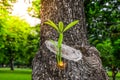 Tree growth - The sapling is separated from the big tree, Young trees growing, Big trees in a park in Bangkok at Thailand, Royalty Free Stock Photo