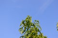 Tree growth and sky themes, almond tree