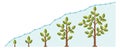 Tree growth speed line graph. Infographic chart