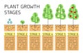 Tree growth stages infographics. Line art icons. Planting instruction template. Linear style illustration isolated on white. Royalty Free Stock Photo