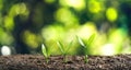 Tree Growth Three Steps In nature And beautiful bokeh Royalty Free Stock Photo