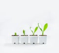 Trees and growth In a white pot,Financial growth Money in a glass Royalty Free Stock Photo