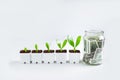 Trees and growth In a white pot,Financial growth Money in a glass Royalty Free Stock Photo