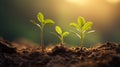 Tree Growth in Three Steps in Nature