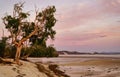 a tree gum Australian on the beach