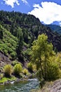 Tree On The Gunnison River