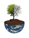 Tree half bald half green in a half earth pot