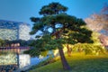 Tree at Hamarikyu Gardens in Japan Royalty Free Stock Photo