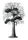 Tree hand drawing vintage engraving clip art isolated on white b