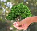 A tree in the hand growing seedlings. Bokeh green Background
