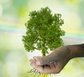 A tree in the hand growing seedlings. Bokeh green and rainbow Backgroun