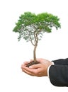 Tree in hands Royalty Free Stock Photo
