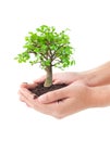 Tree in hands Royalty Free Stock Photo