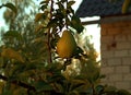 On the tree hang pears that have already ripened