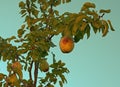 On the tree hang pears that have already ripened