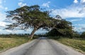 Tree hanging over the road. Royalty Free Stock Photo