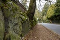Tree hanging over road in Seattle Royalty Free Stock Photo