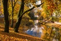 Tree hangs over the lake in autumn in Riga Royalty Free Stock Photo