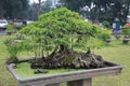 Tree in Hanoi