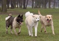 Tree happy friend - dogs