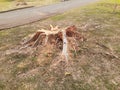 The remaining stump of a tree