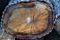 A cut tree trunk in the forest Royalty Free Stock Photo