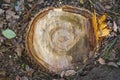 Cross section of a tree after sawing it off
