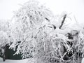 The tree has bent because of a huge layer of snow on its branches