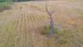 Tree is dehydrated drought in Germany