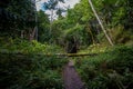 Fallen tree across pathway trail in forest