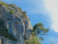 Tree that has grown in the rock on a hill in the Luberon in Provence Royalty Free Stock Photo