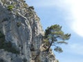 Tree that has grown in the rock on a hill in Provence Royalty Free Stock Photo