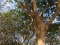 The tree has a strong trunk and numerous twigs and branches. Royalty Free Stock Photo