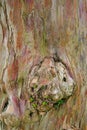 Colourful tree bark with a knot feature