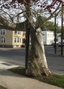 Tree in Albany, NY Royalty Free Stock Photo