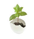 A tree hatching from egg Royalty Free Stock Photo