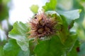 Tree hazel, or bear walnut, or bear hazel (Latin Corylus colurna)