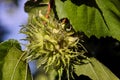 Turkish hazelnut, Corylus colurna, with still unripe fruit, Bavaria, Germany, Europe