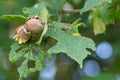 Tree with hazelnuts. Branch with hazelnuts on some green leaves. Royalty Free Stock Photo