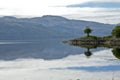 Tree on a headland overlooking Loch Sunart