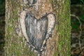 Tree Heart Carving