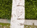 Tree with heart engraved with letters Royalty Free Stock Photo