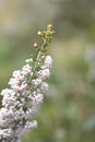 Tree heath