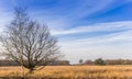 Tree on the heather plains of Oudemolen Royalty Free Stock Photo